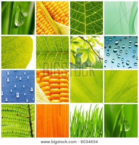 Collage de la naturaleza