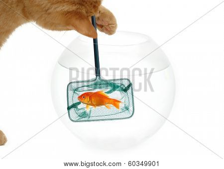 A cat is fishing for a goldfish. Taken on a clean white background.