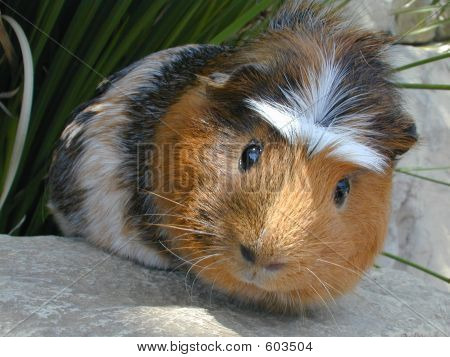 Curioso Cavy-de-crista