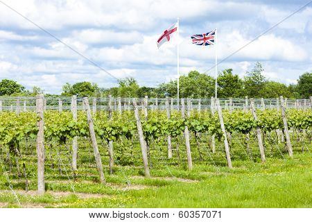 vineyar near Lamberhurst, Kent, England