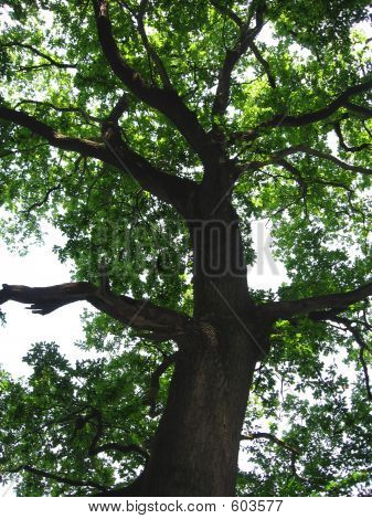 Oak Tree
