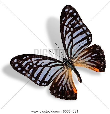 Beautiful Flying Great Zebra Butterfly Isolated On White Background