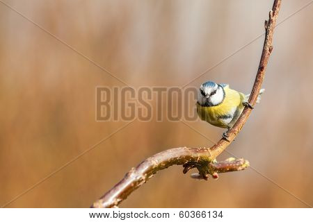 Blue Tit