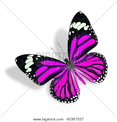 Nice Flying Pink Butterfly Isolated On White Background With Soft Shadow (common Tiger)