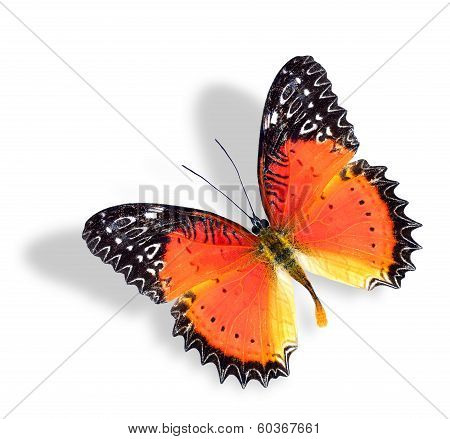 Red Lacewing Butterfly With Soft Shadow Isolated On White Background