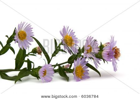 Chrysanthemum