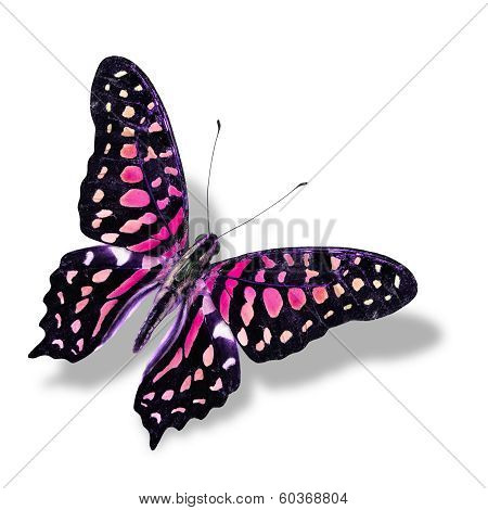 The Beautiful Pink Butterfly Flying Isolated On White Background With Soft Shadow
