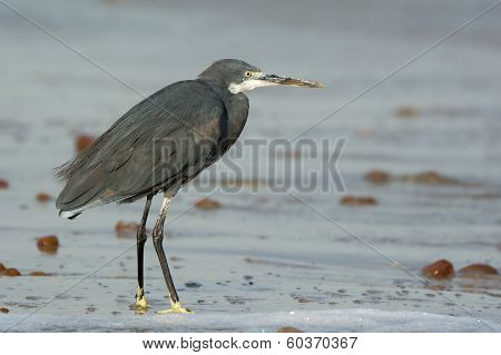 Western Reef Heron Standing On Wet Sand