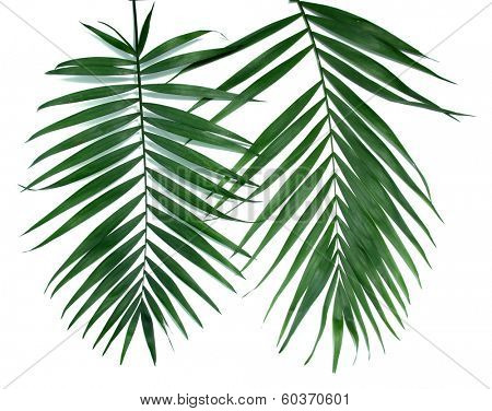 Green leaves  of palm tree (Howea) isolated on white