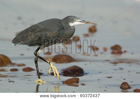 Western Reef Heron Walking On Wet Sand