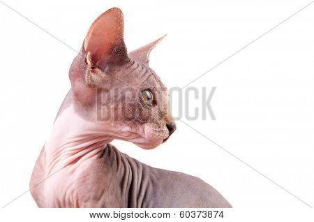 Sphinx cat 