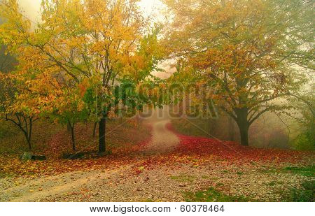 Misty Forest