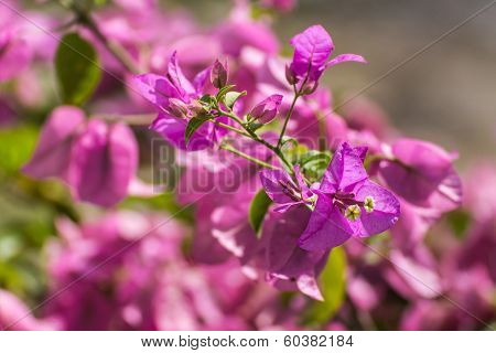 Pink Bougainvillea Bunch