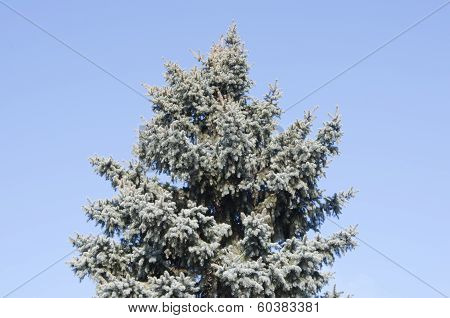 Blue Spruce