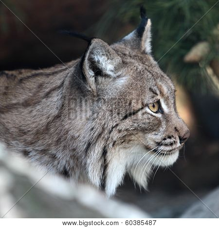 Lynx