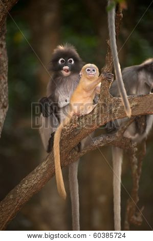 Monkey Family Sitting On Tree ( Presbytis Obscura Reid ).
