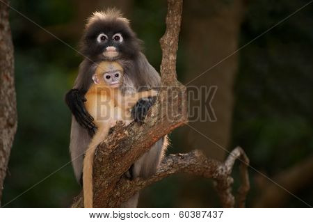 Monkey Mother And Son ( Presbytis Obscura Reid ).