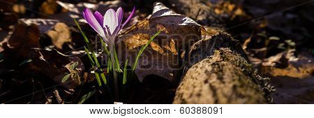 Heralds of Spring