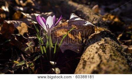 Heralds of Spring