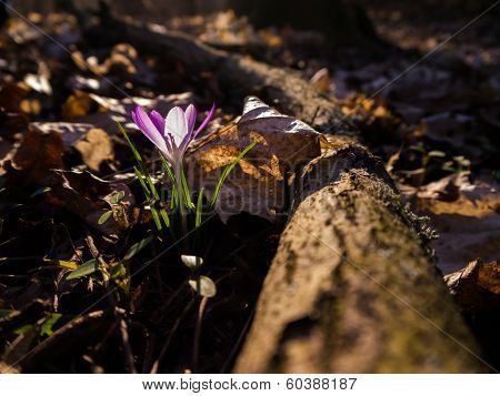 Heralds of Spring
