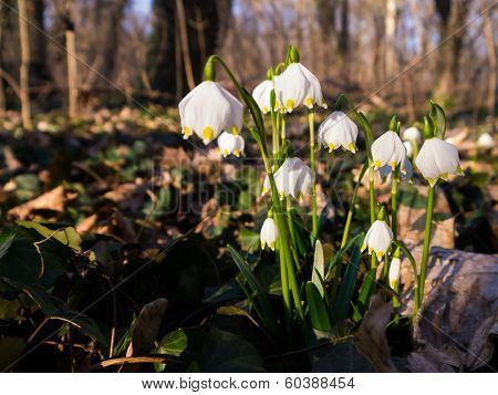 Spring Snowflakes