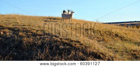 Three goat in the village