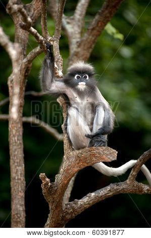 Portrait Monkey On Tree ( Presbytis Obscura Reid ).