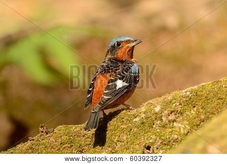 White-throated Rock-thrush
