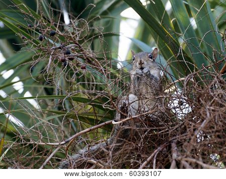 Squirrel Eating Fruit from Palm Tree