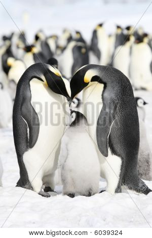 Kaiserpinguine (Aptenodytes Forsteri)
