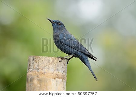 Blue Rock Thrush