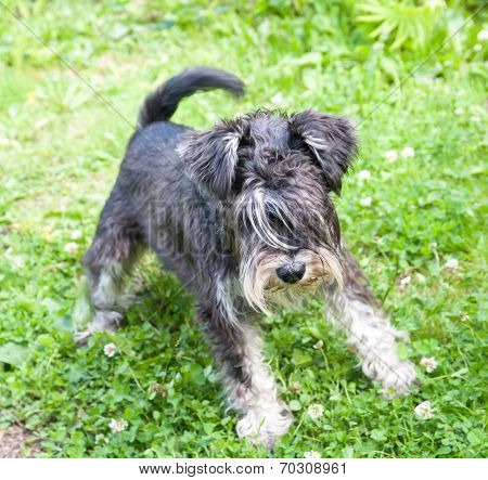 Miniature Black And Silver Schnauzer