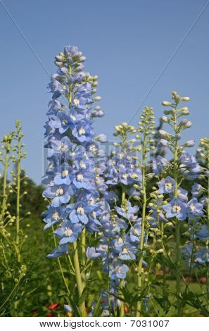 Modré Delphiniums