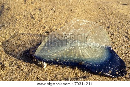 By-the-wind Sailor On Beach Sand