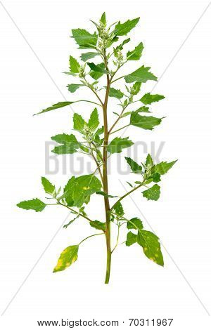 Chenopodium