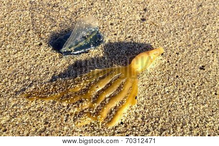 By-the-wind Sailor And Sea Weed On Sand