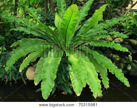 Bird Nest Fern