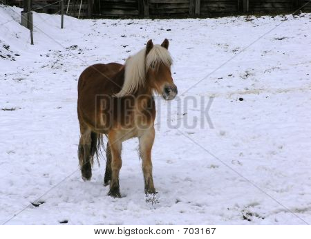 Hest