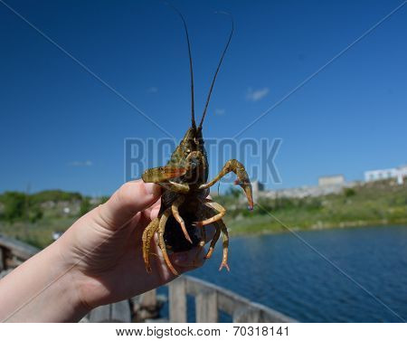 A Crabfish In Hands