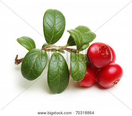 Forest wild berry cowberry with leaves isolated.