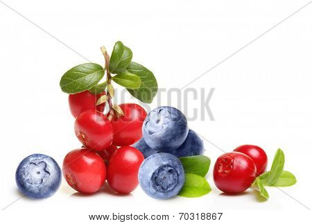 Forest berry cowberry and  blueberry with leaves isolated.