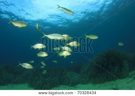 School of Amberjack fish in Mediterranean Sea