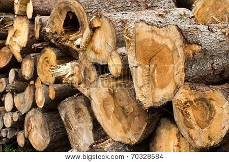 Tree Trunks