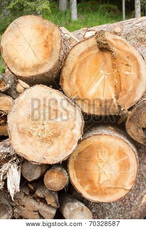 Tree Trunks