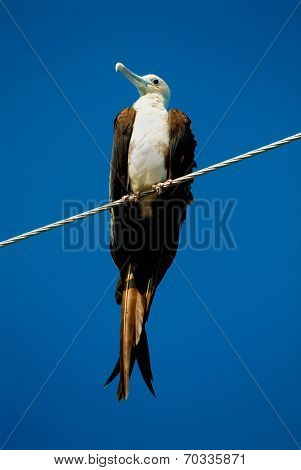 magnificent frigatebird