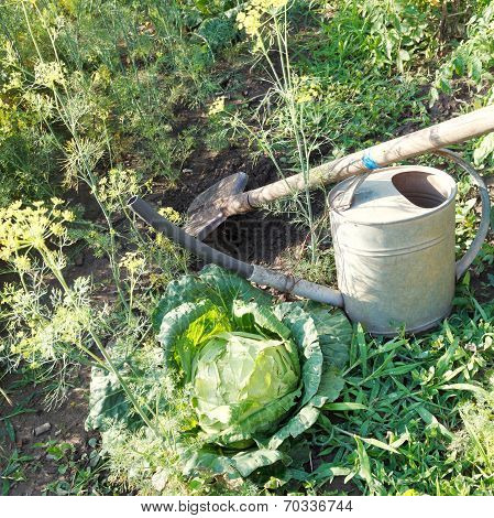 Shovel, Handshower And Cabbage In Garden