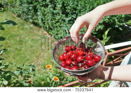Girl Eats Ripe Red Sweet Cherries