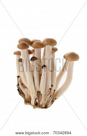 Brown Shimeji Mushroom