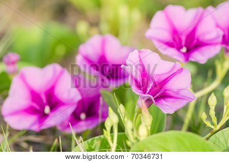 Morning Glory Or Convolvulaceae Flowers
