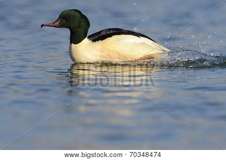 Common Merganser